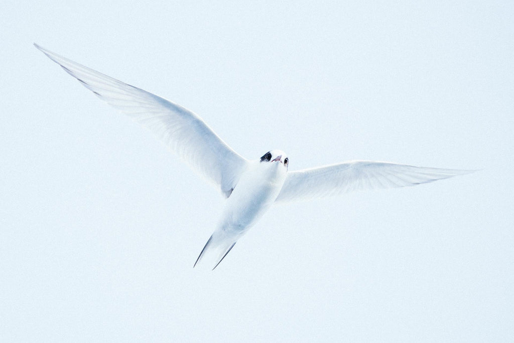 TUNA TERN