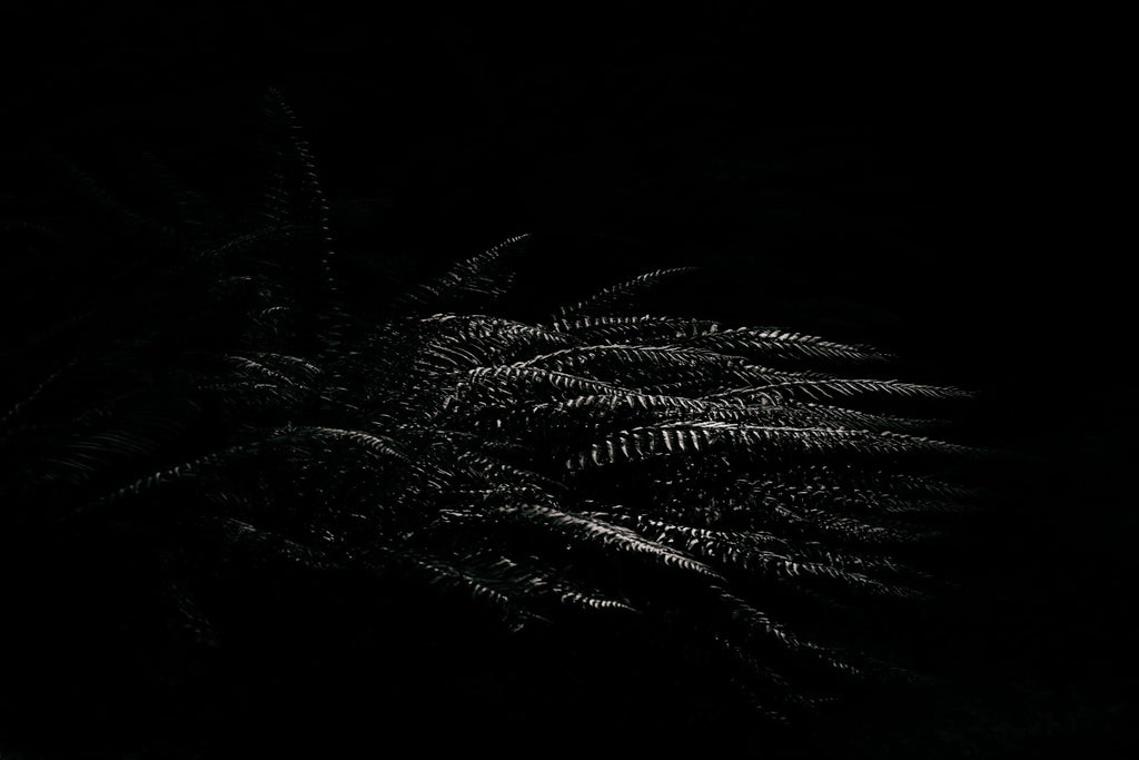 BW FERN