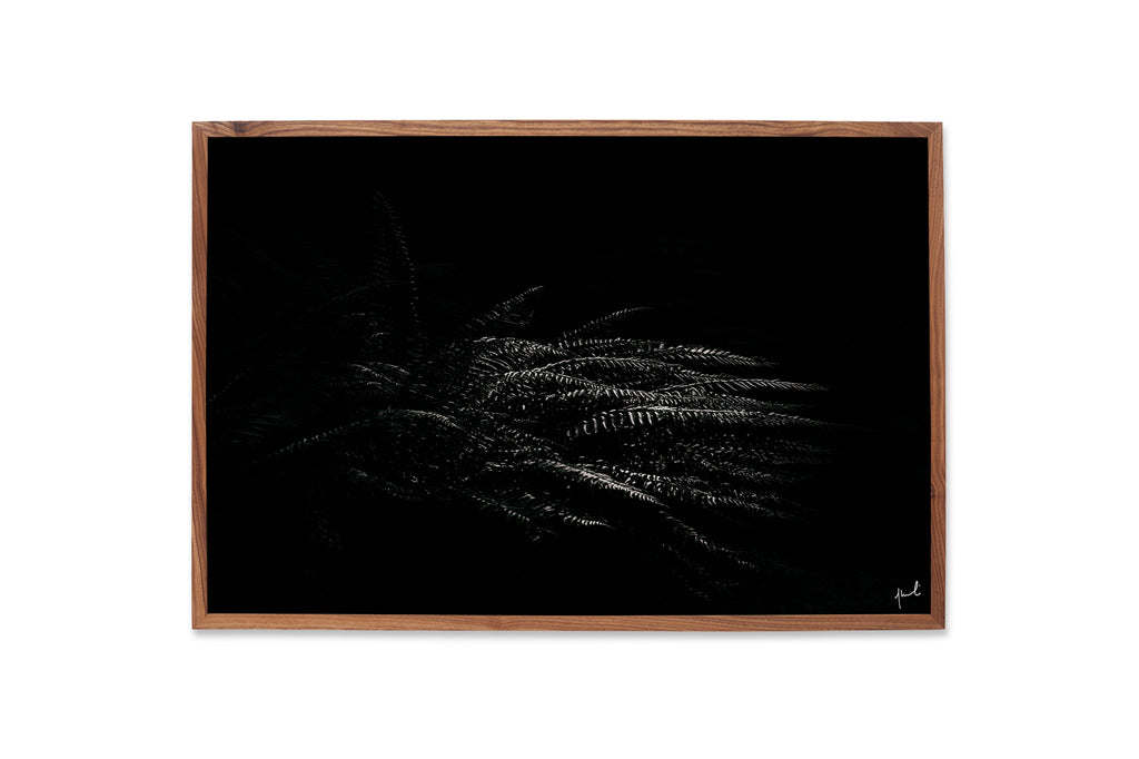 BW FERN