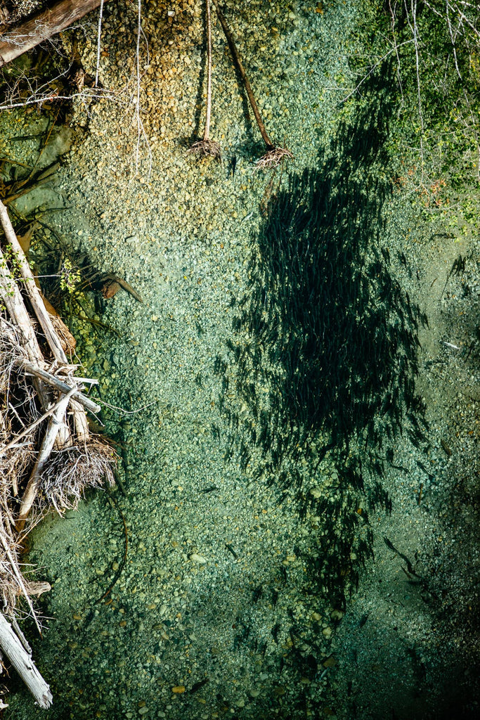 SPAWNING OF THE DEADWOOD