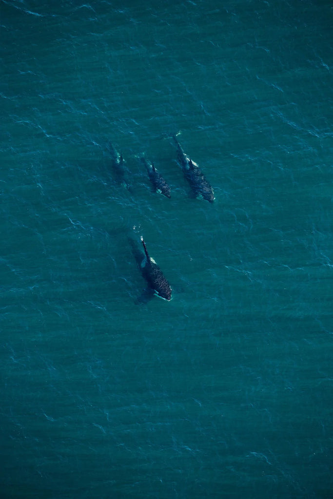 BLACKFISH BELOW CIRCLE FRAME