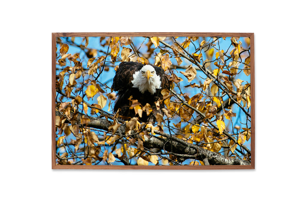 AUTUMN EAGLE