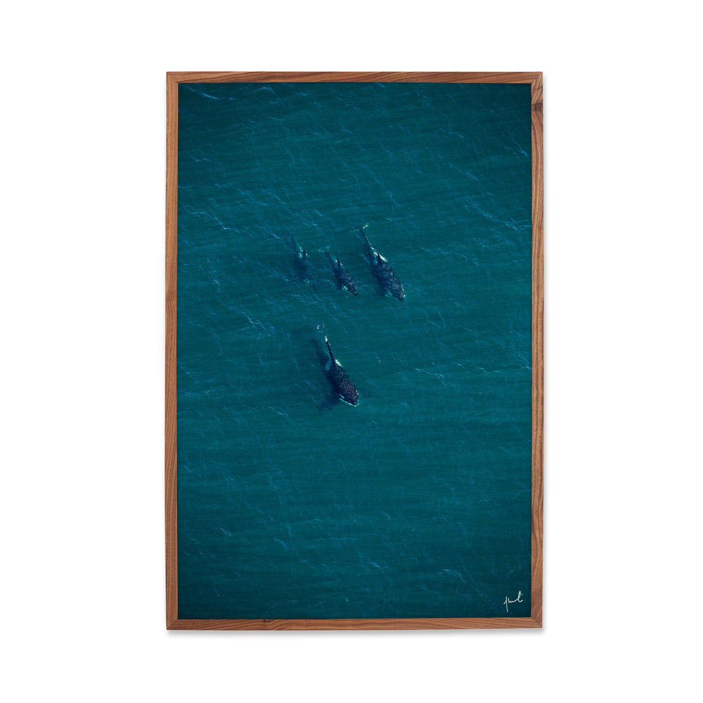 BLACKFISH BELOW
