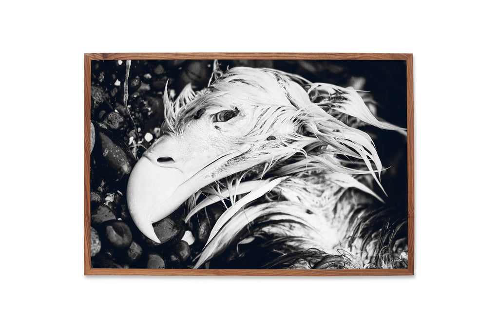 LIMITED EDITION - EYES WIDE SHUT - 14/100 - 24x36 INCHES