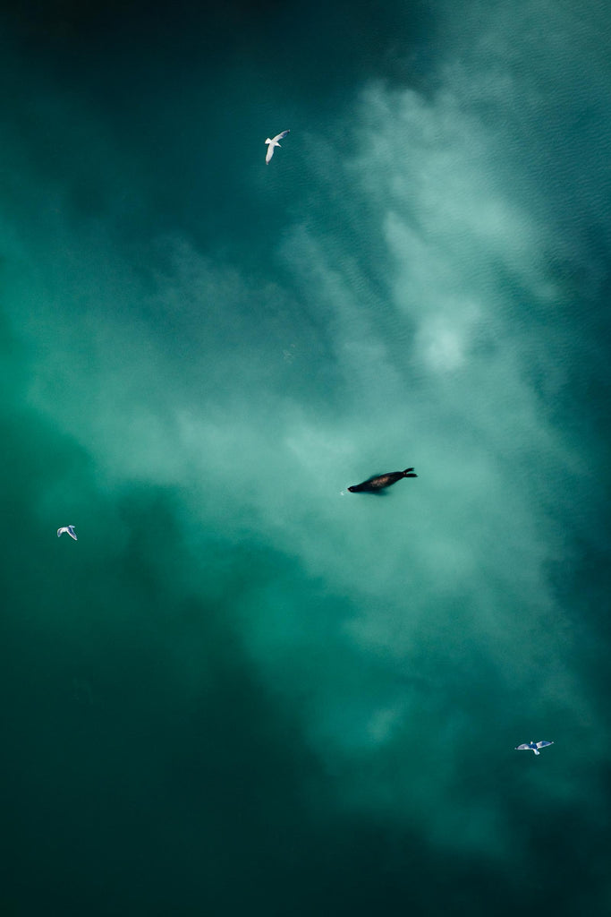 HERRING DREAMS
