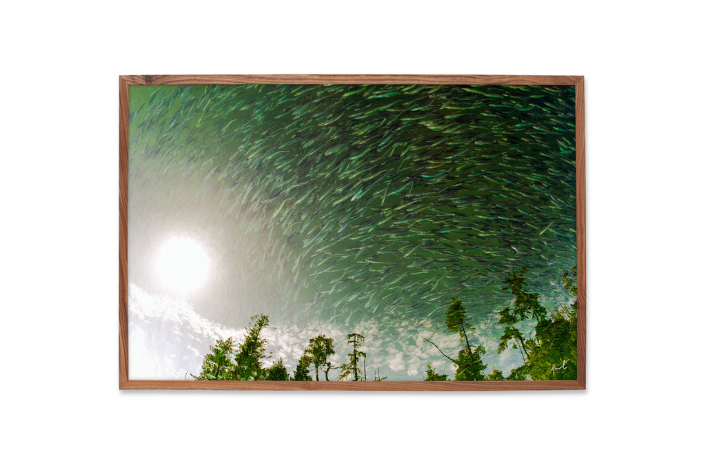 LIMITED EDITION - PILCHARDS OVER THE MOON - 32/100 - 24x36 INCHES
