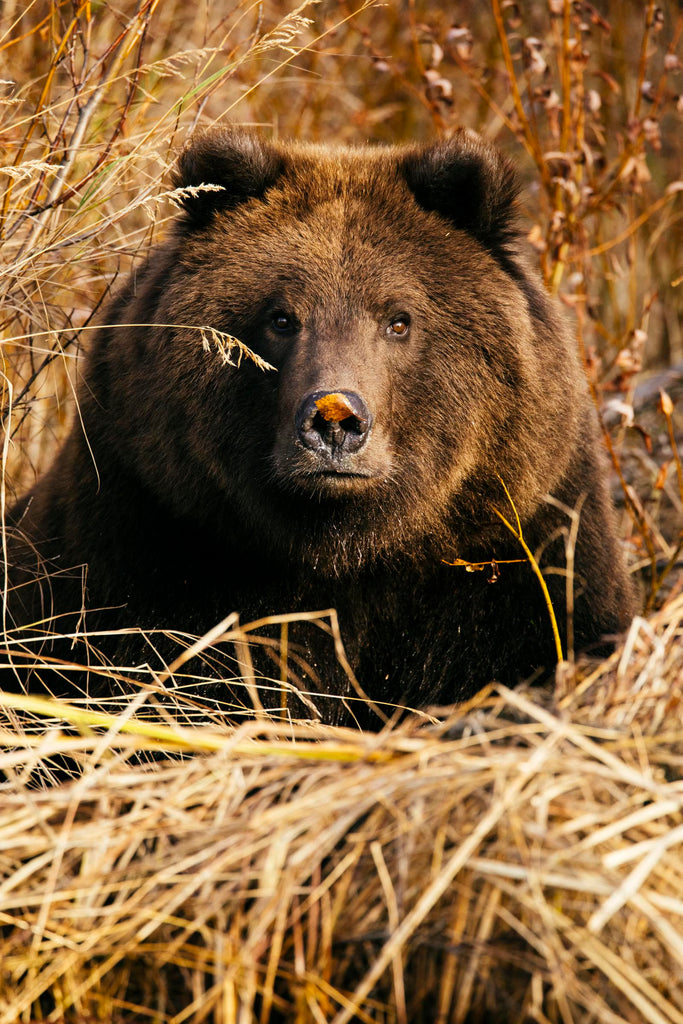 ALASKAN LEAF PEEPER