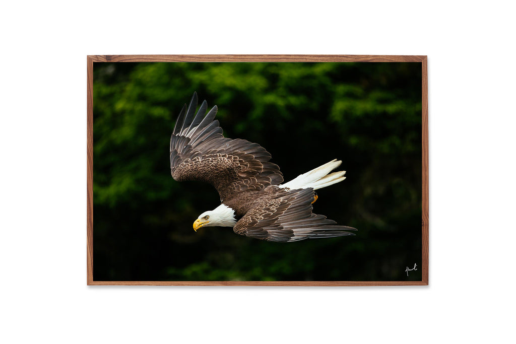 ART OF FLIGHT