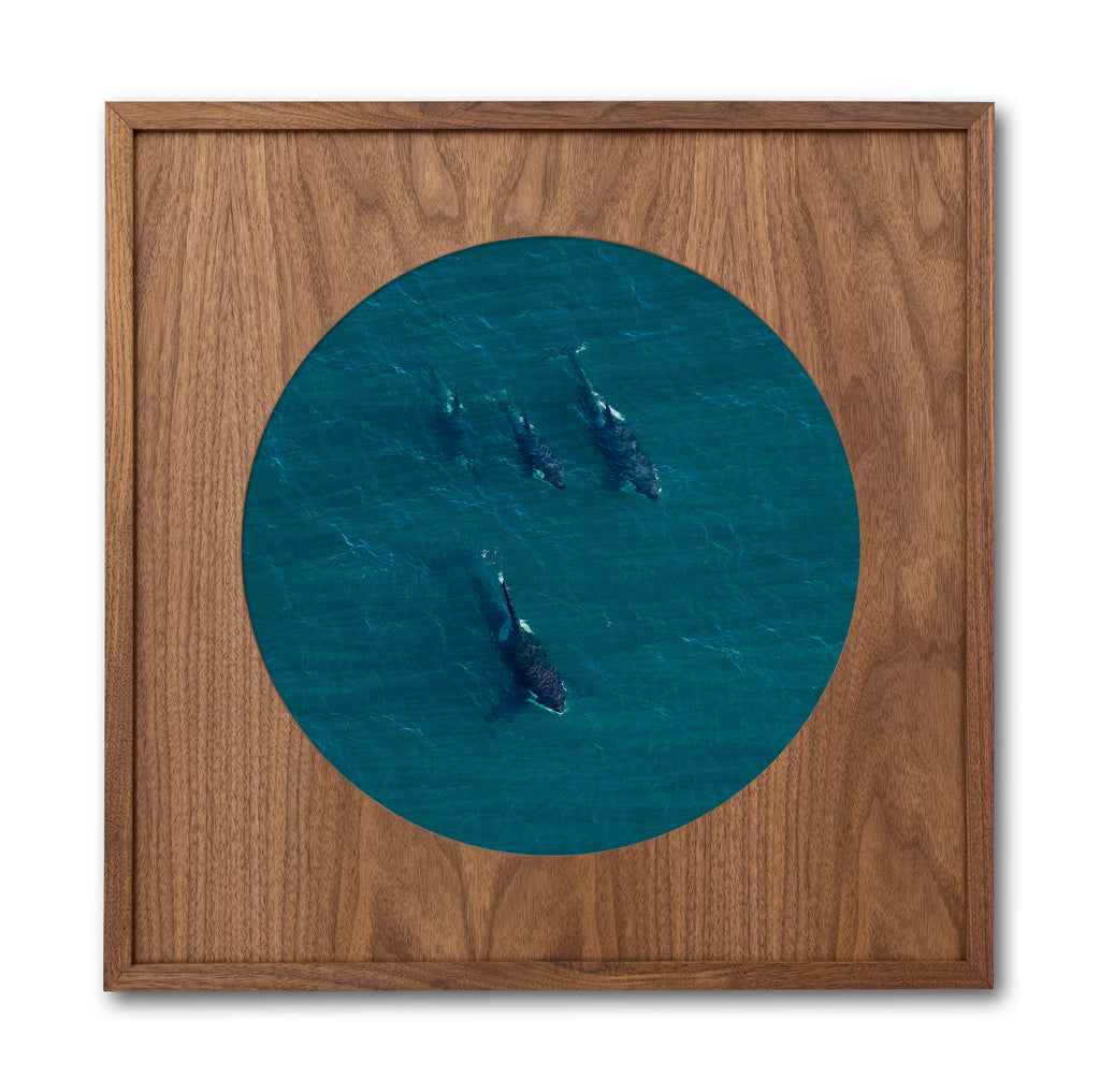 BLACKFISH BELOW CIRCLE FRAME