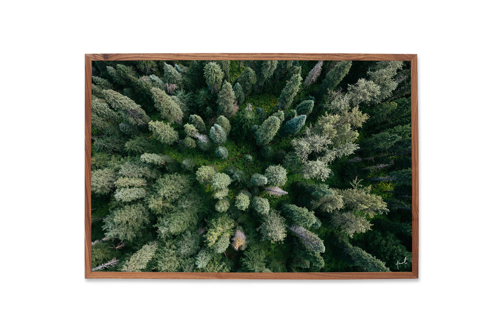CONICAL GROWTH