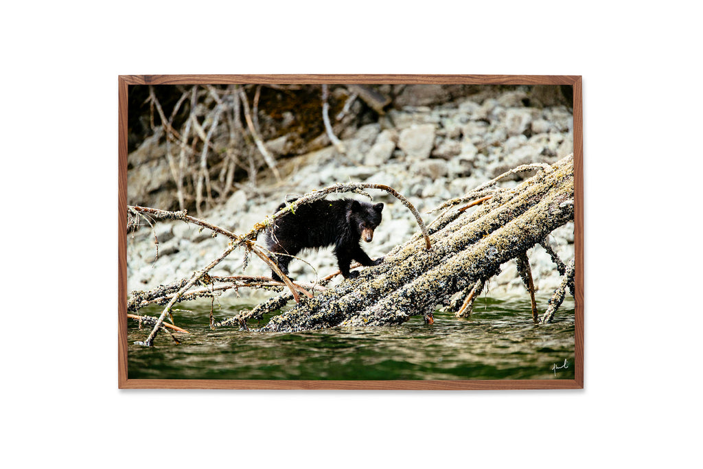LITTLE BEAR BIG WORLD