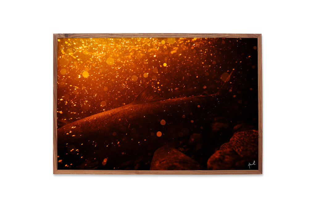 TANNIN SALMON