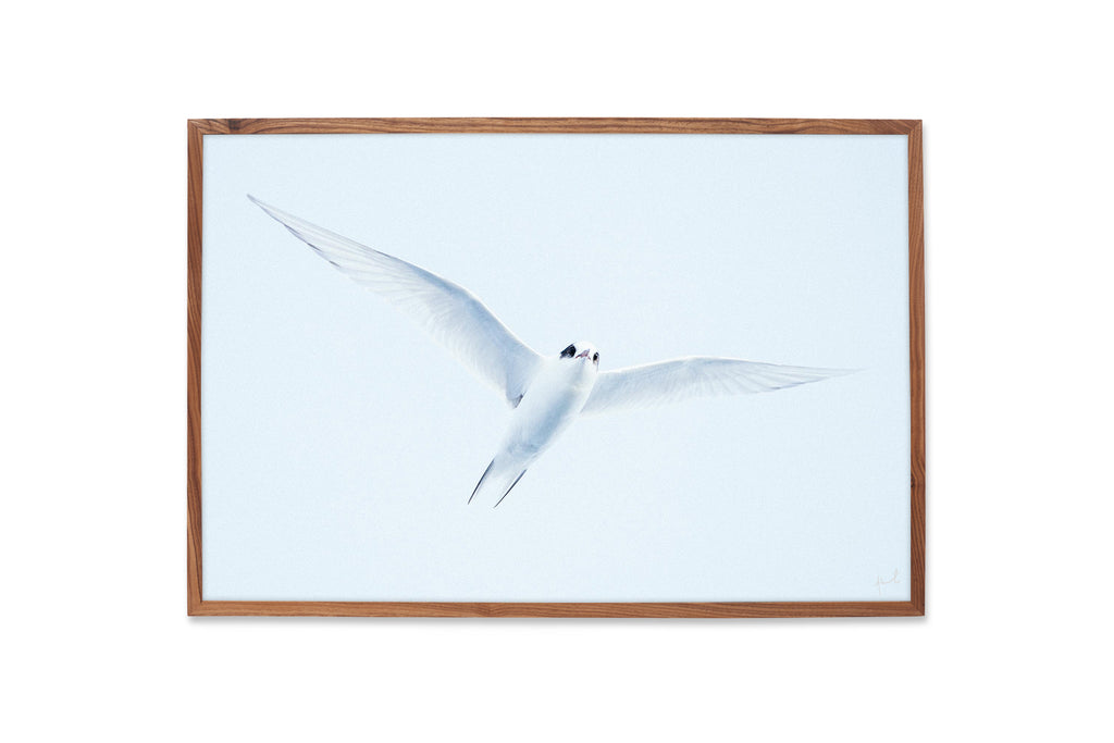 TUNA TERN